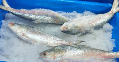 মাছের দাম চড়া, এককেজির  ইলিশ ২৫০০ টাকা